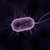 Bacterial Toxins