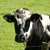 Veterinary Residues & Additives